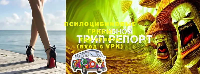 Псилоцибиновые грибы Psilocybe  как найти наркотики  KRAKEN как войти  Десногорск 