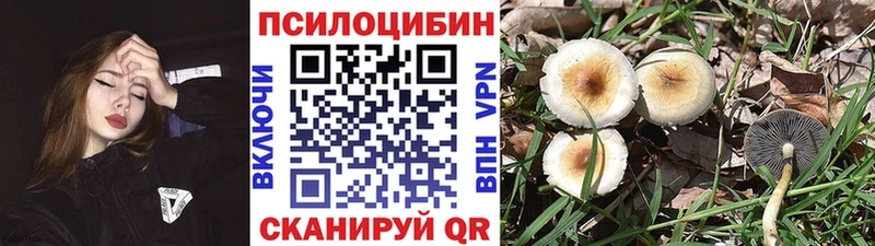 Псилоцибиновые грибы Psilocybine cubensis  Десногорск 